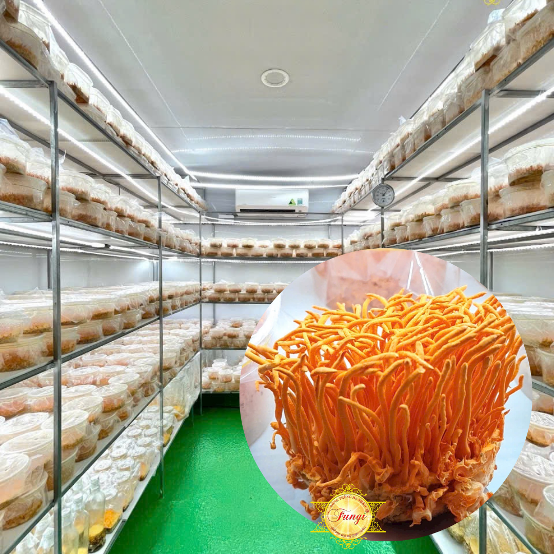 Đông trùng hạ thảo được nuôi trồng trong nhà kín